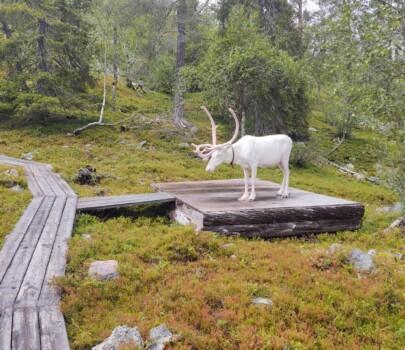 Ajankohtaista nyt
